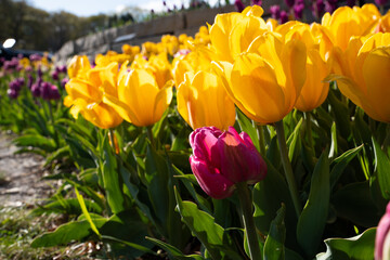 Obraz premium Flower field with yellow tulips during spring sunny day 
