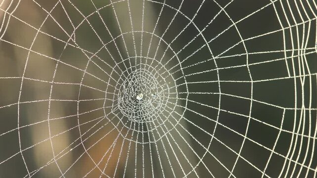 Macro of perfectly symmetrical orb spider web with thousands of morning dew drops in soft autumn light. Geometric beauty of nature with calm meditative mood