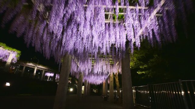 ライトアップされた藤棚をジンバルで撮影