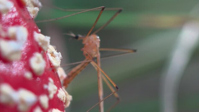 Vibrant macro of long legged crane fly Tipulidae on red fly agaric Amanita muscaria cap. Bold autumn color and magical fairy tale forest scene