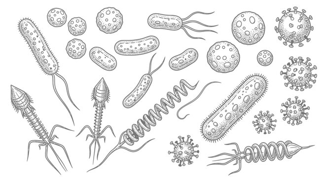 Set of Hand Drawn Microorganisms, Bacteria and Viruses in Vintage Engraving Style Illustration