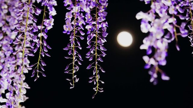 月と藤の花のライトアップ
