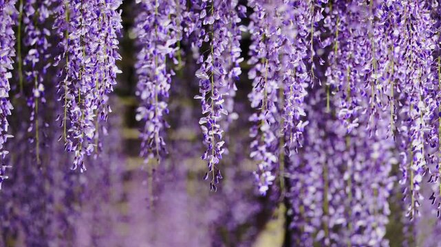 ライトアップされたふじの咲く丘の藤の花