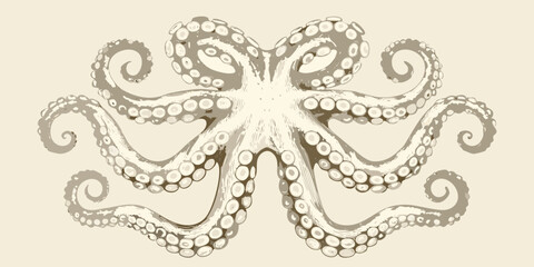 Detailed illustration of an octopus with symmetrical tentacles and suction cups on a neutral background © Debashis