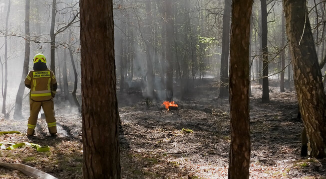 Fire brigade extinguishing a forest litter fire in a forest during a drought, firefighter on duty