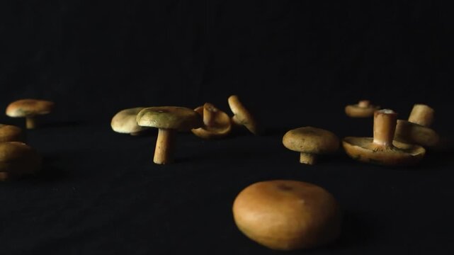 Group of delicious orange milkcap mushrooms, also known as Lactarius deliciosus or saffron milk cap, sitting on a dark surface in a studio setting with dramatic side lighting