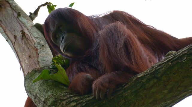 An adult Orangutan rests on the tree, close up shot.