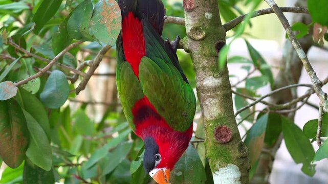 A Purple-bellied lory (Lorius hypoinochrous) hangs upside down from a lichen-covered tree branch, foraging for food, close up shot.