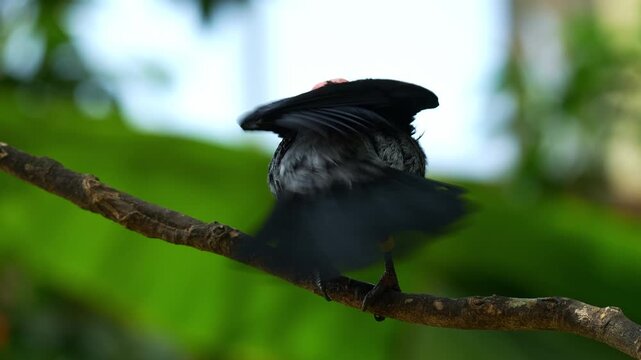 A Coleto (Sarcops calvus) perches on a tree branch, ruffling its feathers and preening itself with its beak, wagging its tail, spreads its wings and flies away, close up shot.