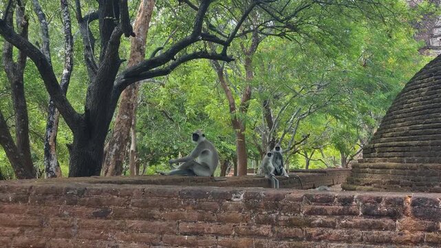 Toque macaques sitting and climbing on the ancient temple ruins of Polonnaruwa in Sri Lanka, shaded by lush green tropical trees, blending wildlife activity with historic cultural heritage