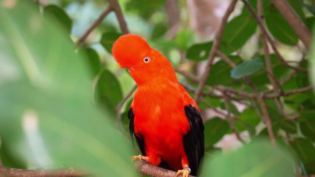 Close up shot of a male Andean cock-of-the-rock (Rupicola peruvianus) perches on tree branch and curiously looks around the surroundings.