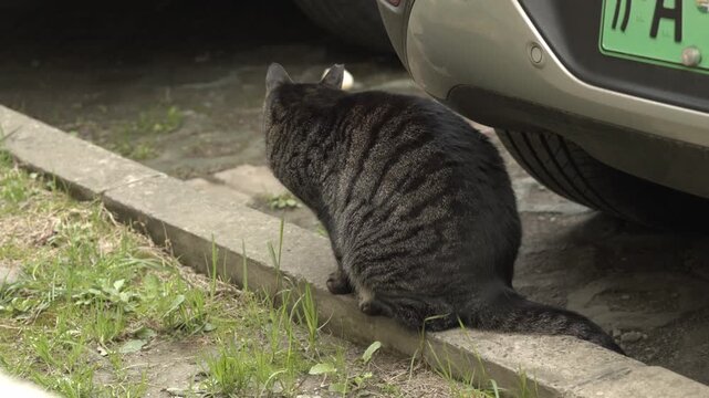 Tabby Cat Eating Grass in the Parking Lot and Walks Off