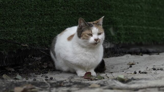 White and Tabby Cat Crouching on Pavement 2