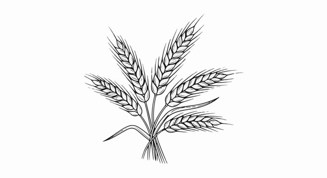 A black and white drawing of a bundle of wheat stalks