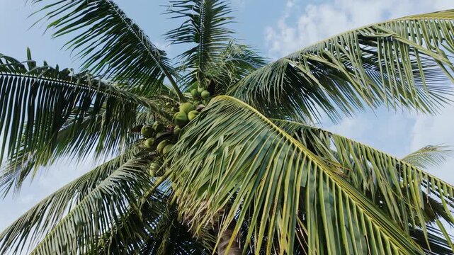 Smooth camera glide along palm leaves revealing coconuts in warm sunset light