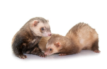 Fototapeta premium ferrets in studio