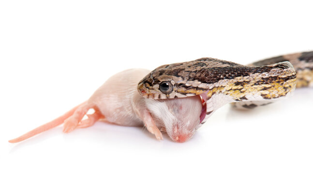 corn snake eating mouse