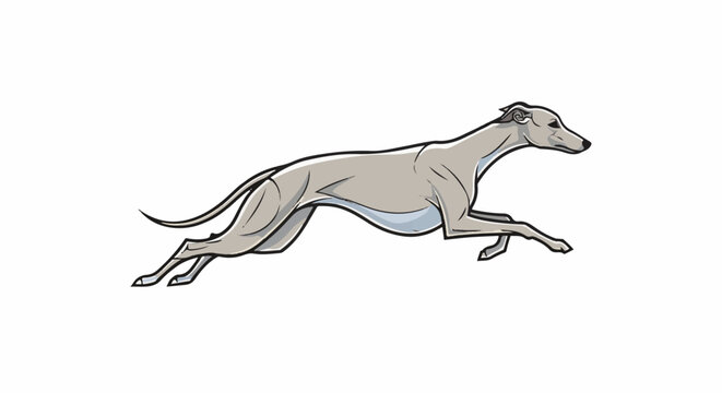 A light gray greyhound is depicted in mid-stride against a stark white background