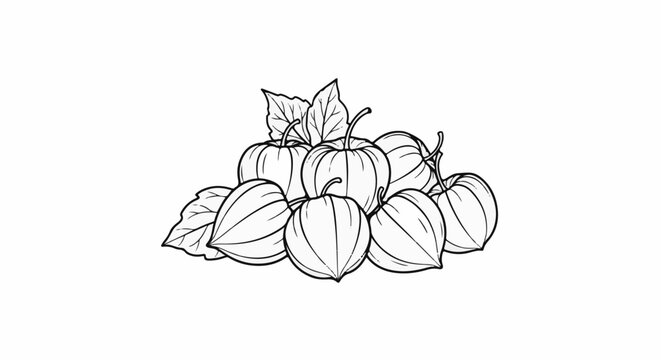 A line drawing of a pile of ripe ground cherries with green leaves