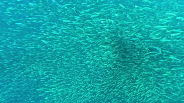 Huge sardine school forming bait ball underwater with sunlight shimmering