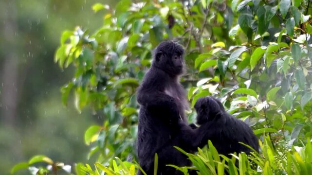 Trachypithecus auratus (lutung jawa, budeng, East Javan langur, Javan langur) on the tree. endagered animal.