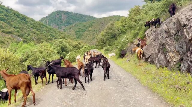 Herd of goats walking along narrow mountain path with shepherd dog, pastoral rural life and traditional herding in countryside