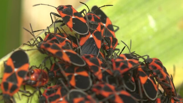 Macro close up of red and black firebugs gathering on dry vegetation outdoors with natural sunlight, shallow focus and detailed ecological atmosphere
