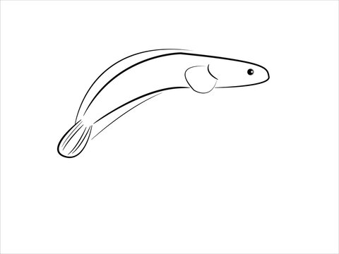 Painting of a snakehead fish.