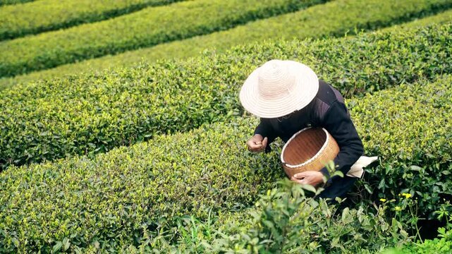 4K spring farmer uncle picking spring tea real shot video