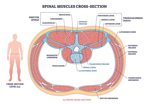 Spinal muscle cross-section shows lumbar anatomy at L3, highlighting vertebral body, spinal canal, and erector spinae for education and orientation. Outline diagram
