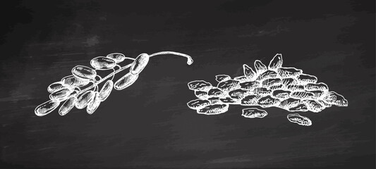 Hand drawn vintage sketch of barberry branch and berry pile chalk style botanical illustration on chalkboard background © Mariia Mazaeva