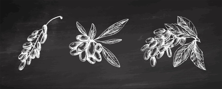 Hand drawn vintage sketch of barberry berry branches set chalk style botanical illustration detailed on chalkboard background