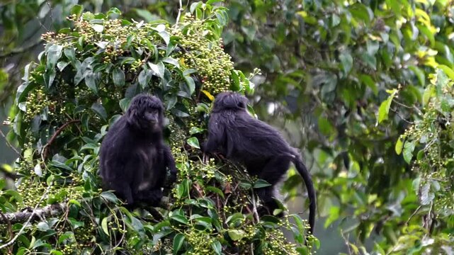 Trachypithecus auratus (lutung jawa, budeng, East Javan langur, Javan langur) on the tree. endagered animal.