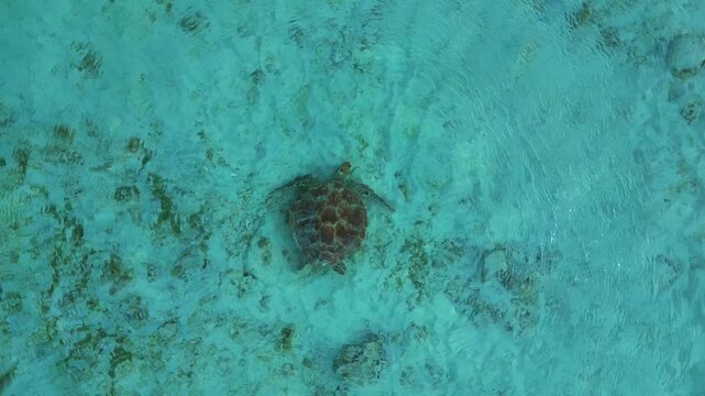 Sea turtle swimming shallow water searching for food. Magic aerial view drone