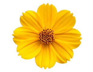 Obraz premium Vibrant Yellow Flower Close-up Isolated.