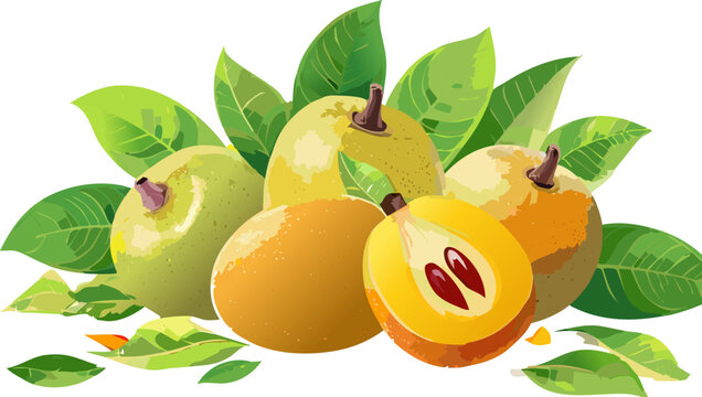 Detailed apple fruit anatomy illustration
