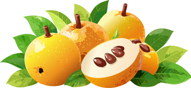 Apple fruit illustration with cross section for educational use
