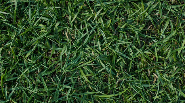 Lush Vibrant Green Bermudagrass Lawn Texture - Healthy Grass Field