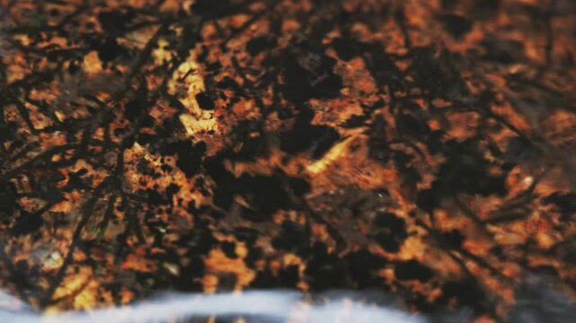Granite Stone Texture Under Clear Water Surface. Macro Abstract Background