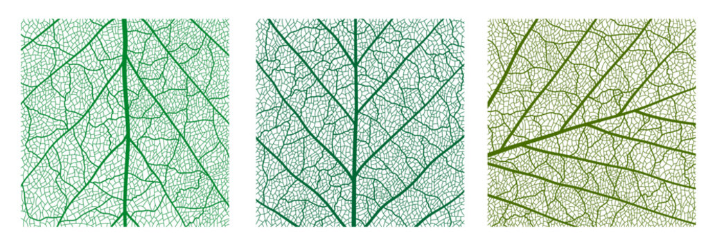 Green tree leaf veins texture pattern. Closeup leaf texture with veins and cells. Botany tree macro vector lattice pattern, plant cell cellular backdrop. Leaf vein tissue transparent background