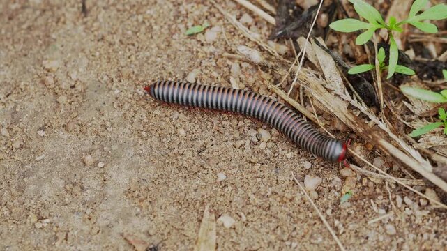 Red-legged Millipede (Trigoniulus sp.) Crawling on Sandy Ground, Tropical Macro Thailand