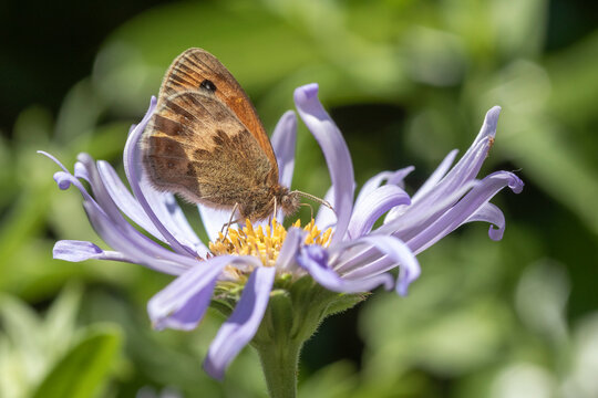 Close-up image of a Meadow Brown Butterfly (Maniola jurtina) on Aster x frikartii 'Monch'