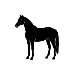 Obraz premium silhouette of a horse