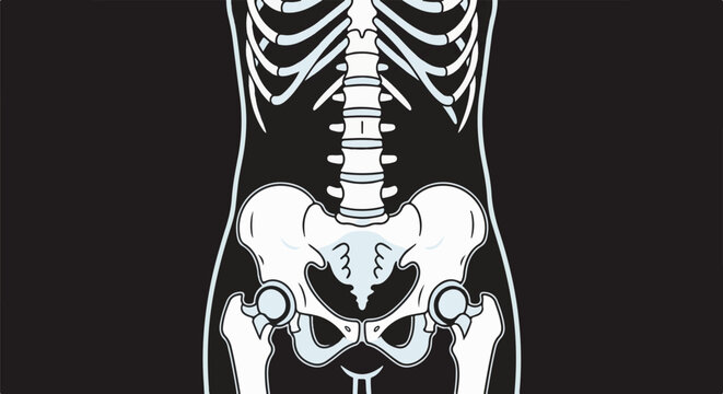 Anatomical illustration of a human torso skeleton
