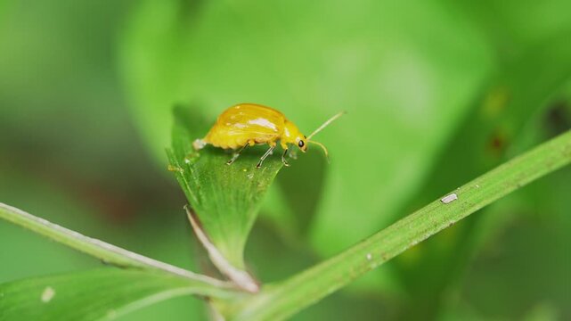 Golden Tortoise Beetle (Aspidomorpha sp.) on Green Leaf Macro, Tropical Insect Thailand
