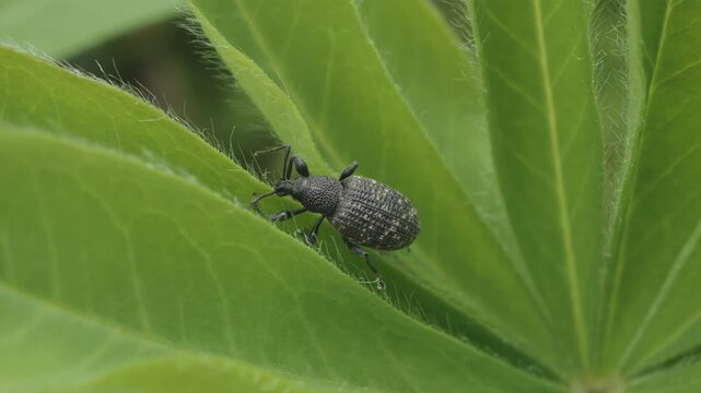 Black Magdalis armigera beetle eating green leaves close up stock footage
