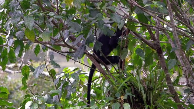 Trachypithecus auratus (lutung jawa, budeng, East Javan langur, Javan langur) on the tree. endagered animal.