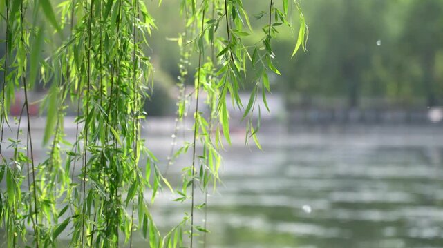 In the early summer of 4K, the willow spit out buds and chatted with the wind