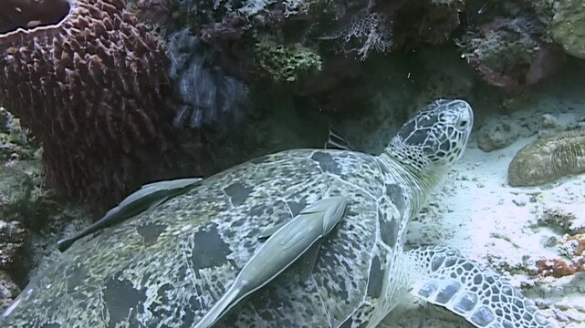 A serene moment with a Green sea turtle resting peacefully on the ocean floor. Two remoras are hitching a ride on its shell in the waters of Sipadan Island, Indonesia.