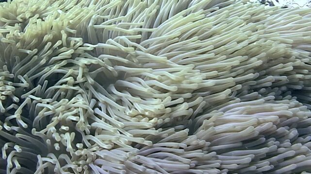 A close-up view of an underwater anemone garden. The waving tentacles sway gracefully with the current in the beautiful waters near Sipadan Island, Indonesia.